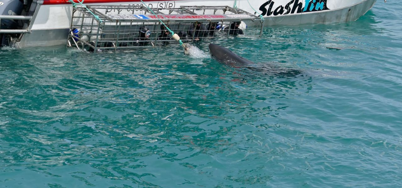 Shark Cage Diving