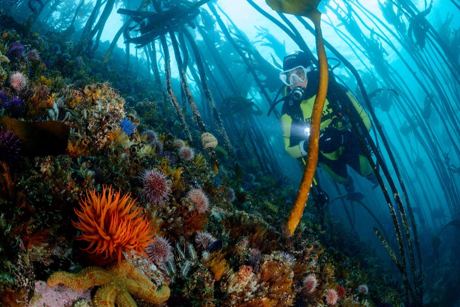 kelp-forest-1