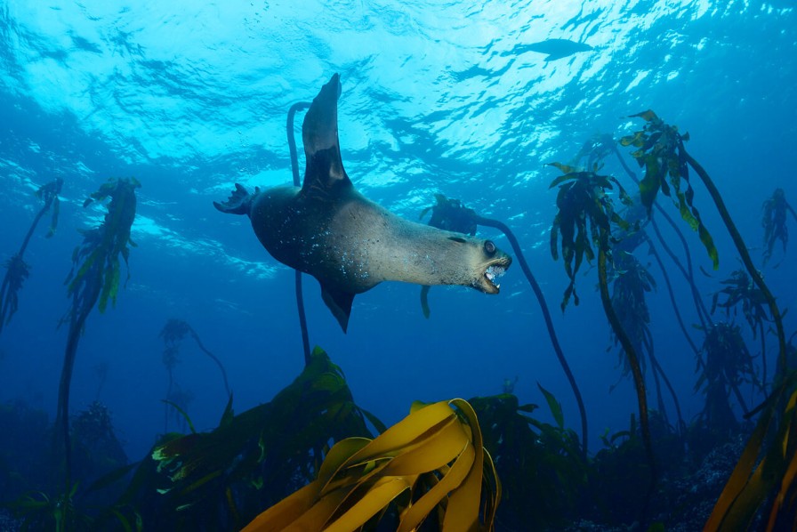 kelp-forest-2 (1)
