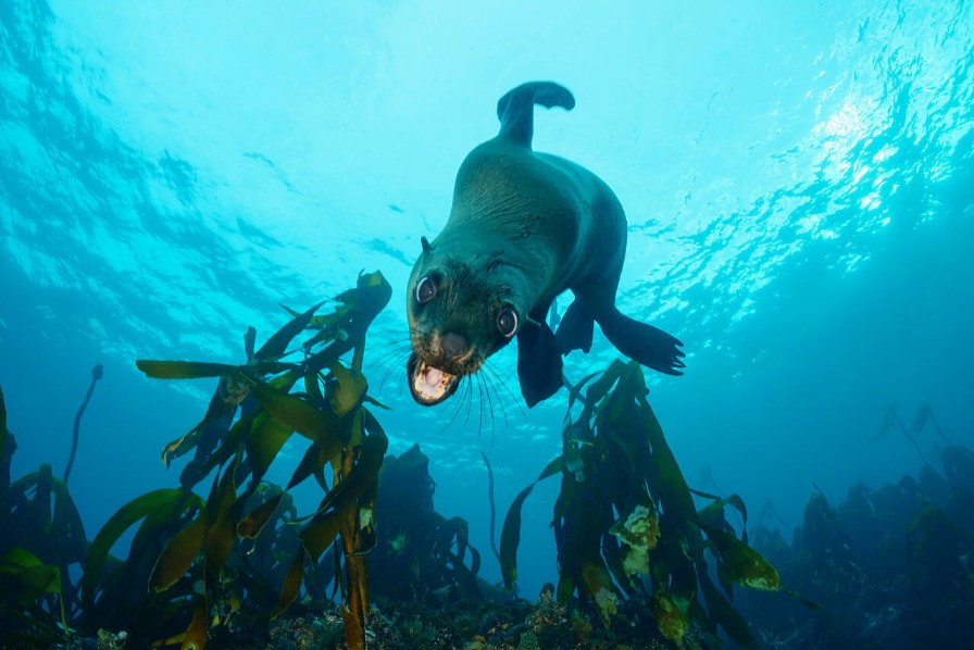 seal-2