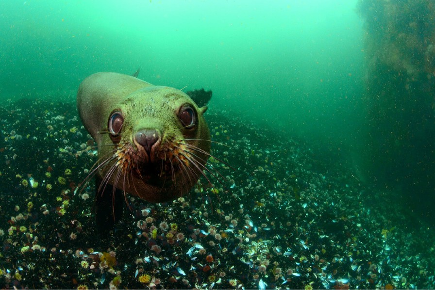 seal-3