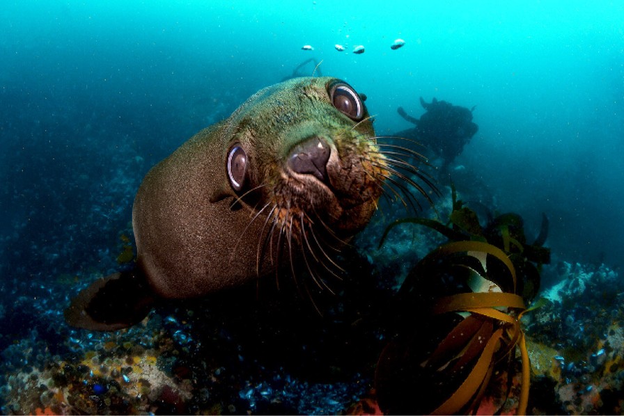 seal-4
