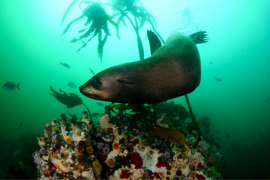 seal-5