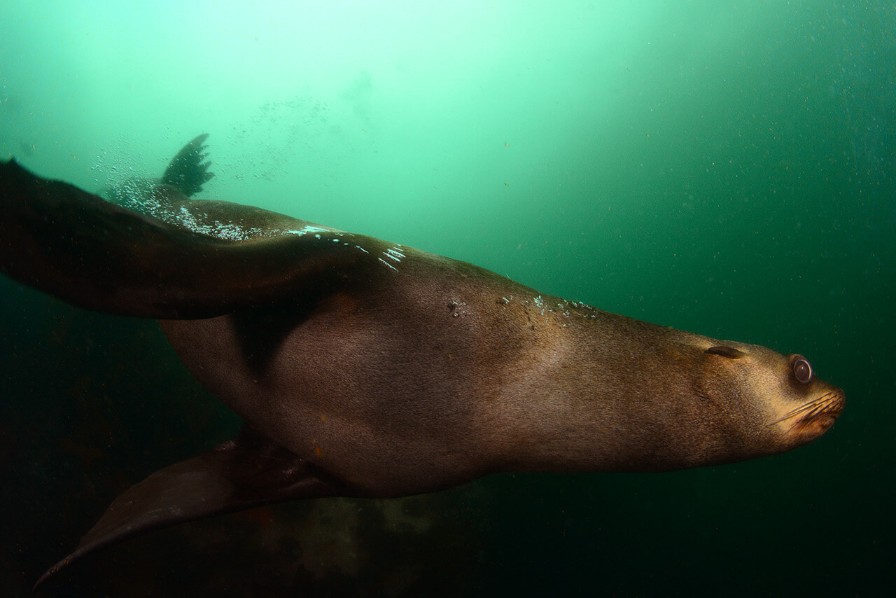 seal-7